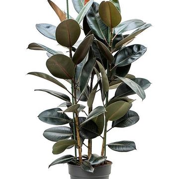 Ficus elastica 'Abidjan'