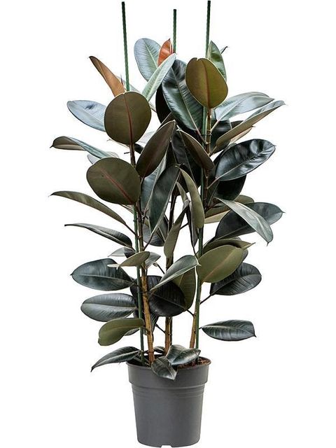 Ficus elastica 'Abidjan'