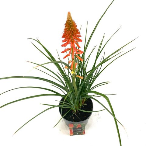 Kniphofia 'Papaya Popsicle'