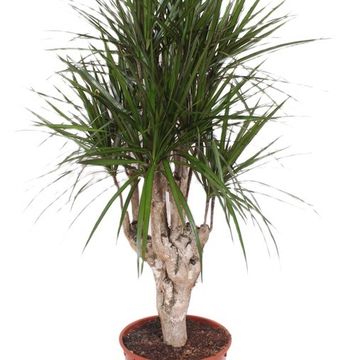 Dracaena marginata