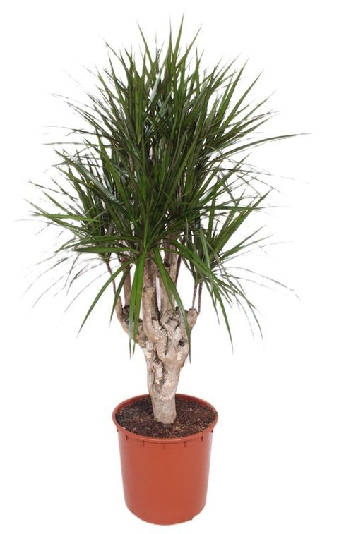 Dracaena marginata