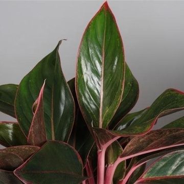 Aglaonema CRETE