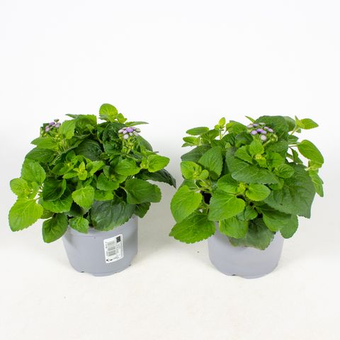 Ageratum houstonianum