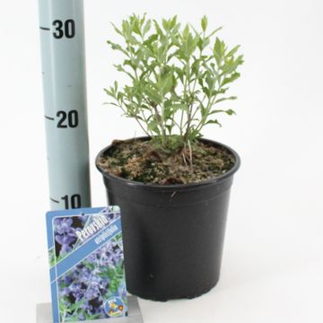 Perovskia atriplicifolia