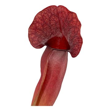 Sarracenia x catesbaei