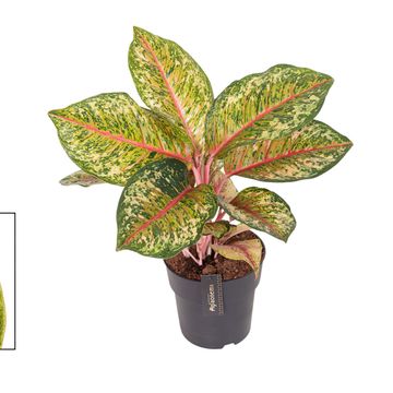 Aglaonema 'Carnival Queen'