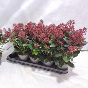 Skimmia japonica 'Rubella'