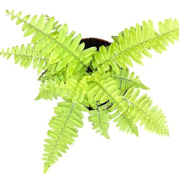 Nephrolepis exaltata 'Variegata'