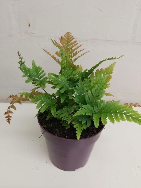 Dryopteris erythrosora