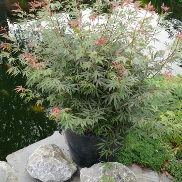 Acer palmatum 'Jerre Schwartz'