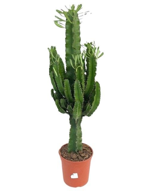 Euphorbia erythraea