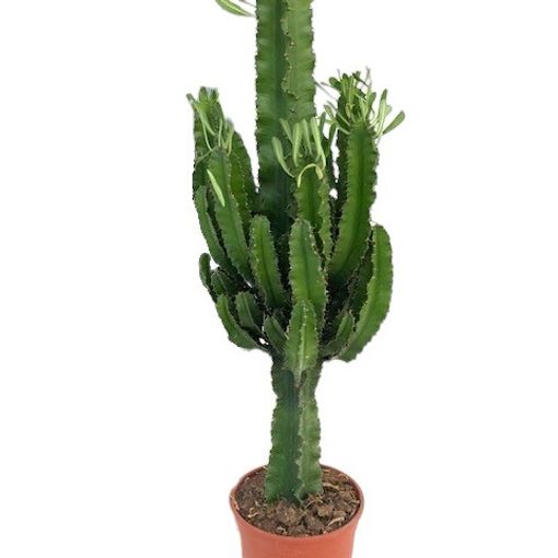 Euphorbia erythraea