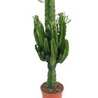 Euphorbia erythraea