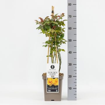 Роза ГОЛДЕН ГЕЙТ