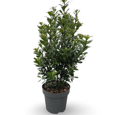 Ilex x meserveae 'Heckenpracht'