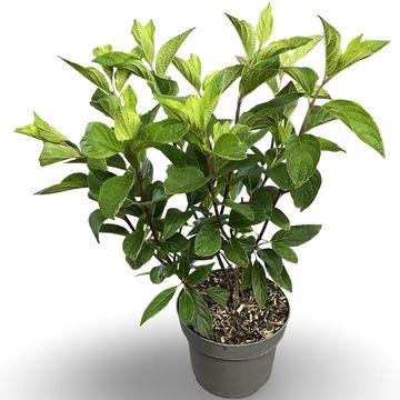 Hydrangea paniculata PINKY WINKY
