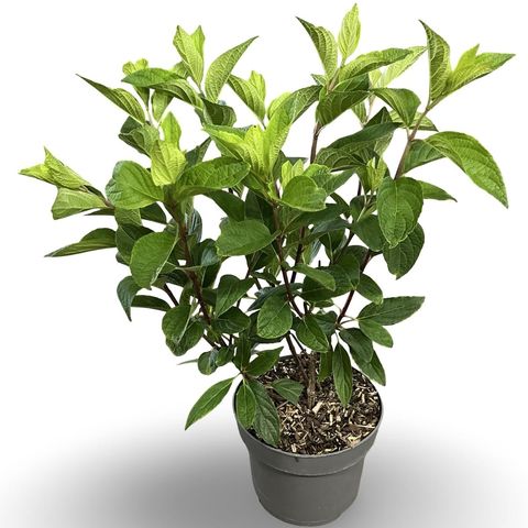 Hydrangea paniculata PINKY WINKY