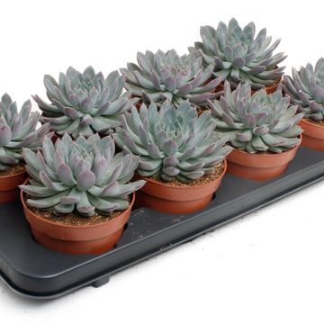 Echeveria 'Pelusida'