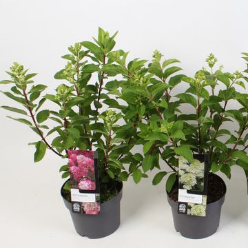 Hydrangea paniculata MIX