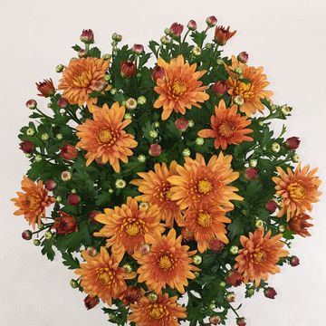 Chrysanthemum HOMERUN ORANGE