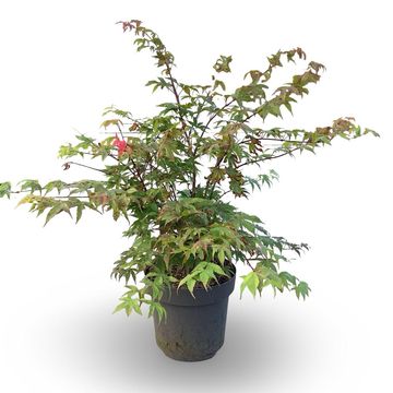 Acer palmatum 'Ôsakazuki'