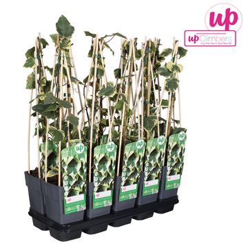 Hedera colchica 'Dentata Variegata'