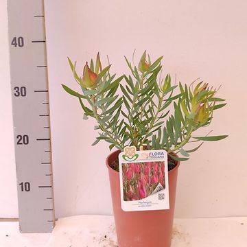 Leucadendron 'Harlequin'