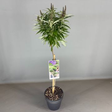 Buddleja davidii BUTTERFLY CANDY LITTLE PURPLE