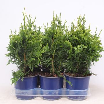 Thuja plicata 'Can-Can'