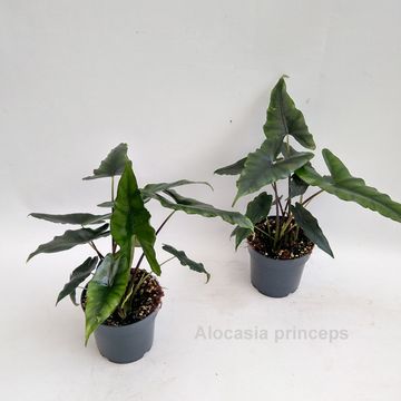 Alocasia princeps