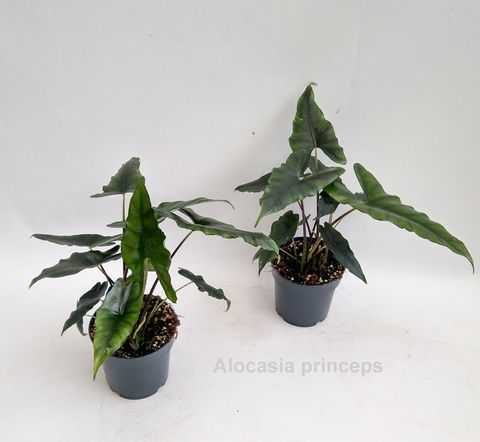 Alocasia princeps