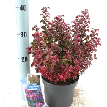 Leucothoe axillaris TWISTING RED