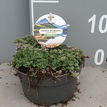 Thymus praecox 'Minor'