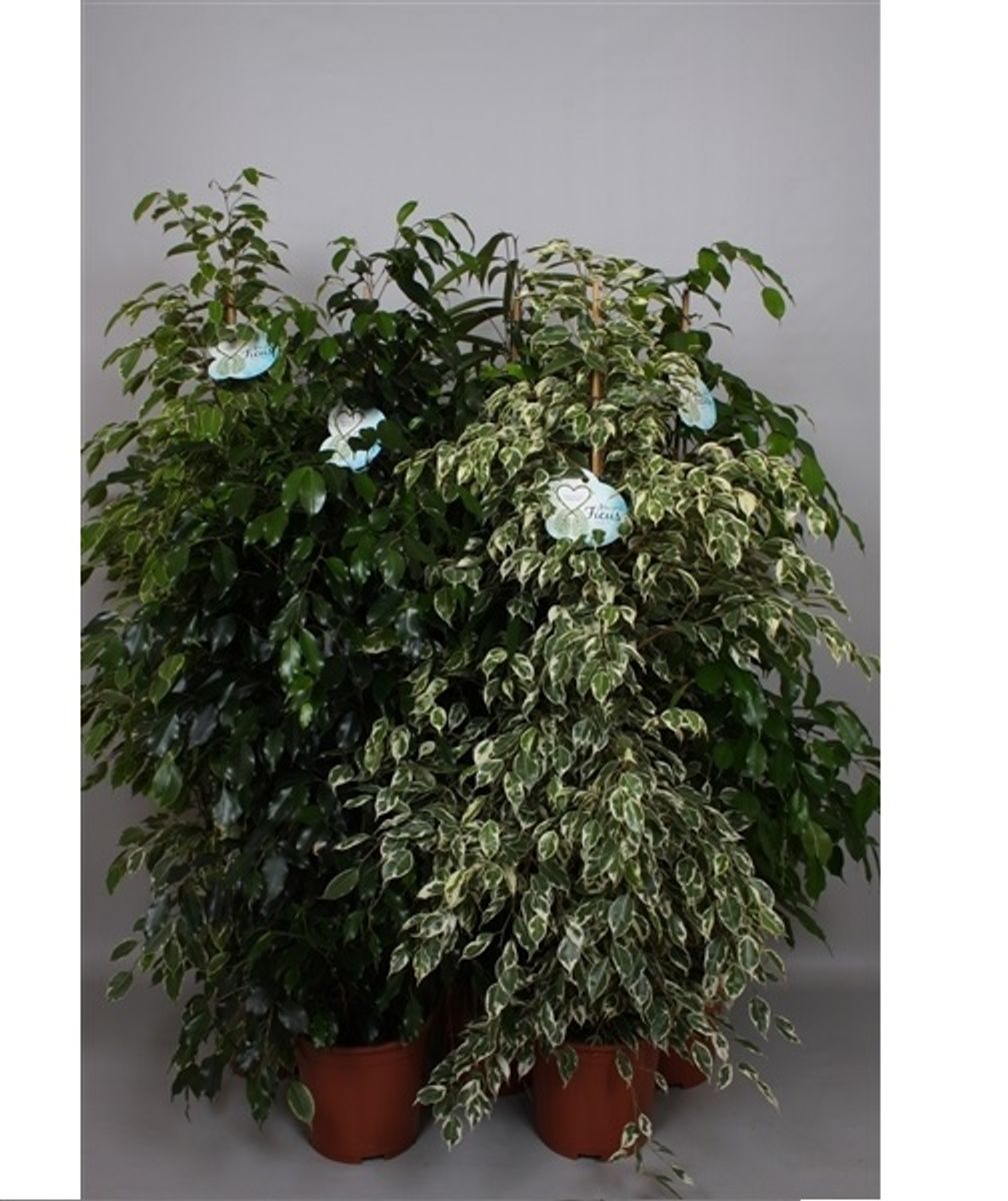 Ficus benjamina MIX — Plant Wholesale FlorAccess