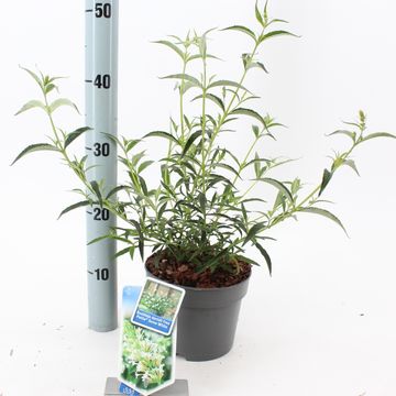 Buddleja FREE PETITE SNOW WHITE