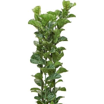 Ficus lyrata 'Bambino'