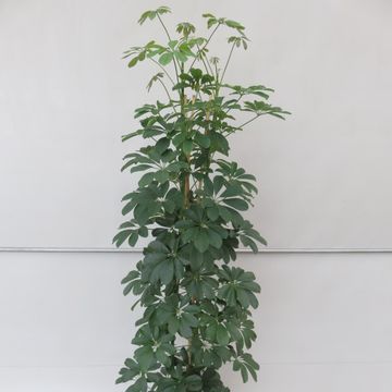 Schefflera arboricola 'Compacta'