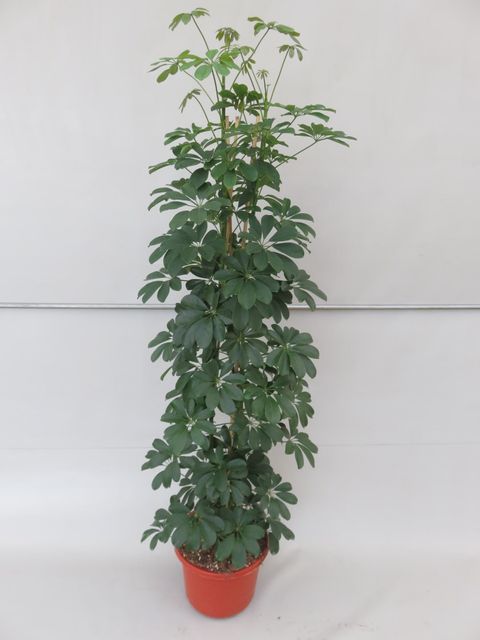 Schefflera arboricola 'Compacta'