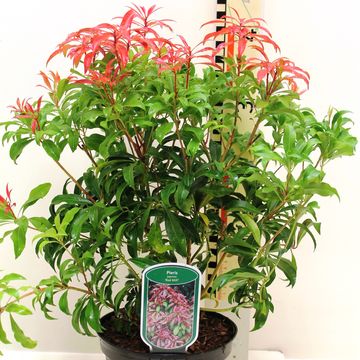 Pieris japonica 'Red Mill'