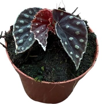 Begonia 'Firefly'