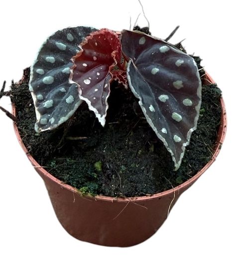 Begonia 'Firefly'