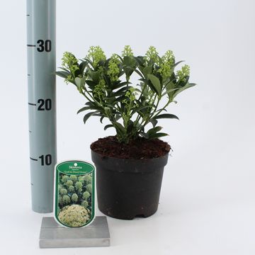 Skimmia japonica 'Godries Dwarf Green'