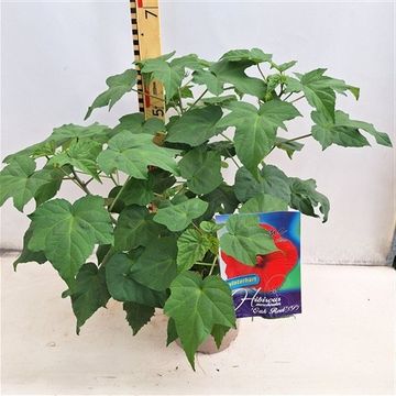 Hibiscus moscheutos 'Oak Red'