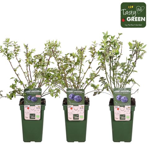 Vaccinium corymbosum MIX