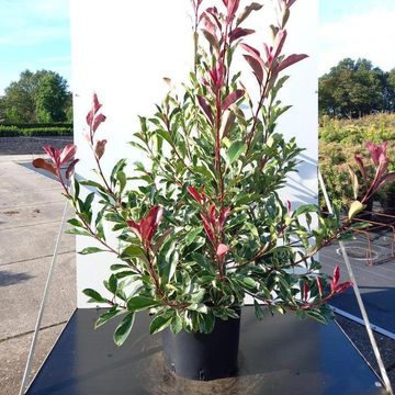 Photinia x fraseri PINK MARBLE