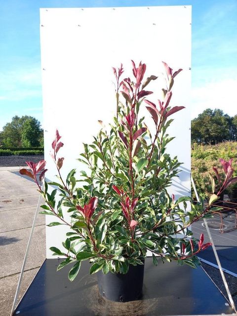 Photinia x fraseri PINK MARBLE