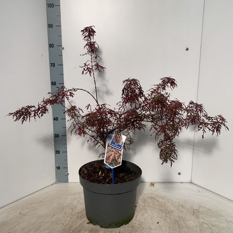 Acer palmatum ROYAL GARNET