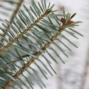 Abies koreana