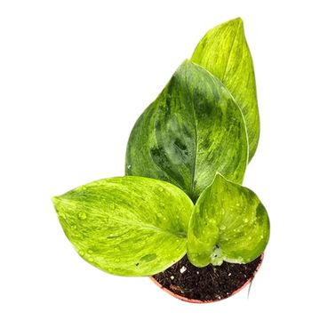 Scindapsus 'Green on Green'