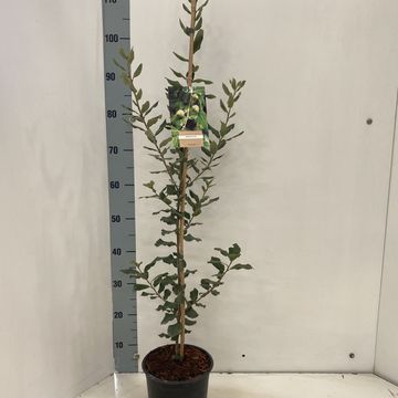Quercus ilex